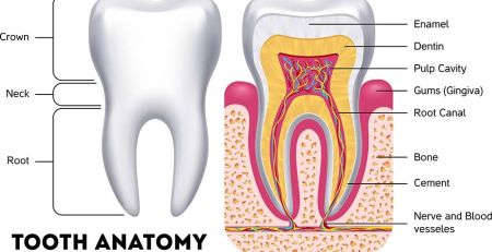 Exploring Tooth Anatomy: Why Understanding It Matters for Patients